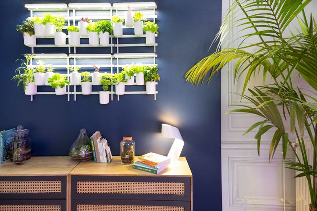 Grâce au système d'installation sur grille, le potager d'intérieur se transforme en mur végétal ultra déco. 6 potagers d'intérieur Modulo, 149,95 euros / unité. Prêt à Pousser.