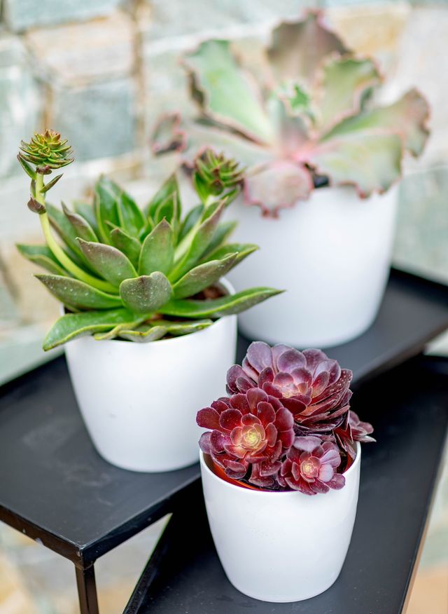 Ceux qui n'ont pas la main verte apprécieront la facilité d'entretien des plantes grasses. Succulentes parmi modèles variés avec son cache-pot d12cm. Prix de vente indicatif : 11,90 euros. botanic®.