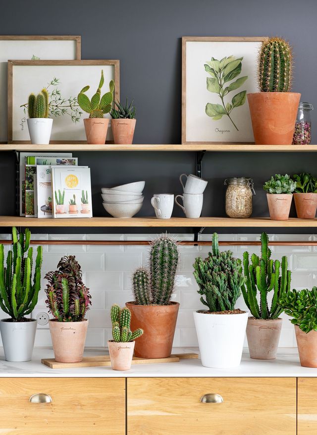 L'intérieur se met au végétal avec une âme de collectionneur. botanic® renouvelle sa gamme d'une cinquantaine de variétés de cactus, sélectionnés pour leurs qualités végétales. Côté déco, les plantes sont proposées dans des pots artisanaux en céramique blanc ou terre cuite, confectionnés par la célèbre marque française de poteries Goicoechea. A partir de 10,99 euros. botanic®.