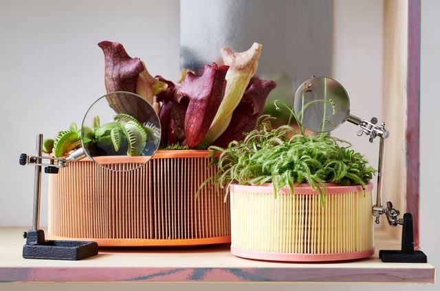 Les plantes carnivores et sensitives sont idéales pour intéresser et sensibiliser les enfants à l'importance du végétal en intérieur. Plante carnivore, pot d12cm, à partir de 8,95 euros. Lajoiedesfleurs.fr / Jardiland.