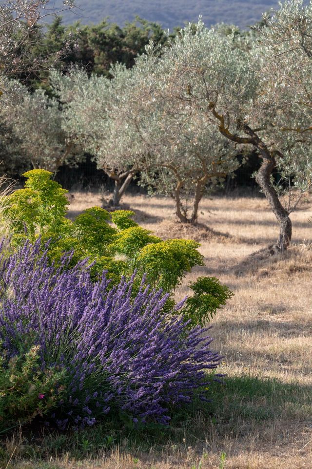 Avec un autre regard sur le jardin, la nature reprend ses droits et les plantes ou la prairie évoluent sans entretien mais avec bon sens (un projet imaginé par l'agence Morvant&Moingeon avec des lavandes (Lavandula), des cistes (Cistus), des euphorbes (Euphorbia) et des cheveux d'ange (Stipa)?).