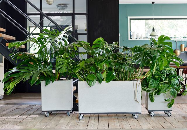Une composition de jardinières de monstera permet de séparer les espaces d'une pièce entièrement ouverte. Monstera, d21cm, à partir de 29,95 euros. Lajoiedesfleurs.fr / Jardiland.