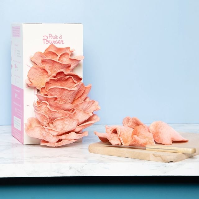 Faire pousser des champignons en intérieur, une activité ludique qui enchante petits et grands. Kit à champignons pleurotes roses, 24,95 euros. Prêt à Pousser.