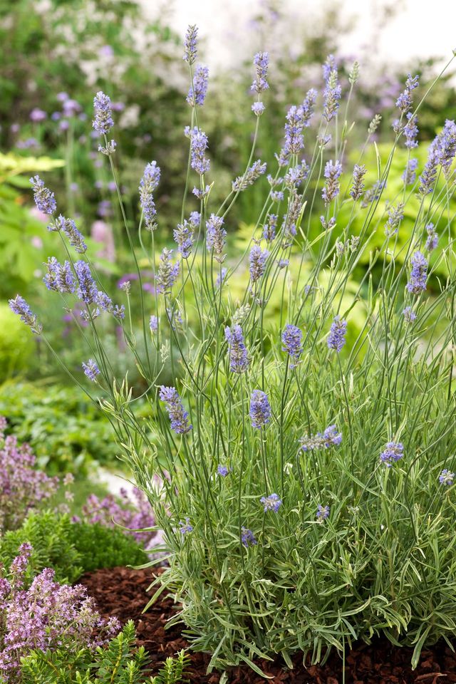 Une fois les fleurs fanées ou ramassées, la lavande demande une taille d'entretien, une à deux fois par an.