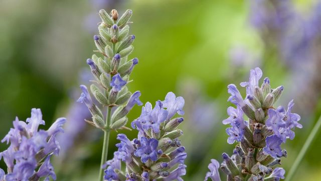 Lavande : comment bien la tailler pour une floraison généreuse ?