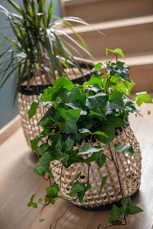 Le lierre est également une plante qui supporte bien les intérieurs ombragés. Lierre pot de 13cm. Prix de vente indicatif : 5,10 euros. botanic®.