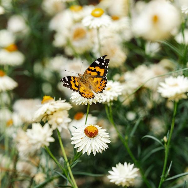 Apprendre à observer la nature pour mieux la comprendre