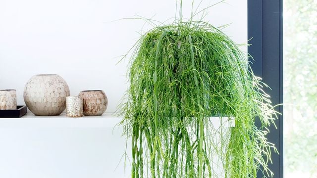 Aménager un petit jardin d'intérieur : conseils d'experts pour débutants et confirmés