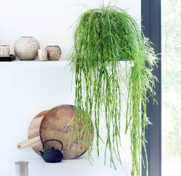 Aménager un petit jardin d'intérieur : conseils d'experts pour débutants et confirmés