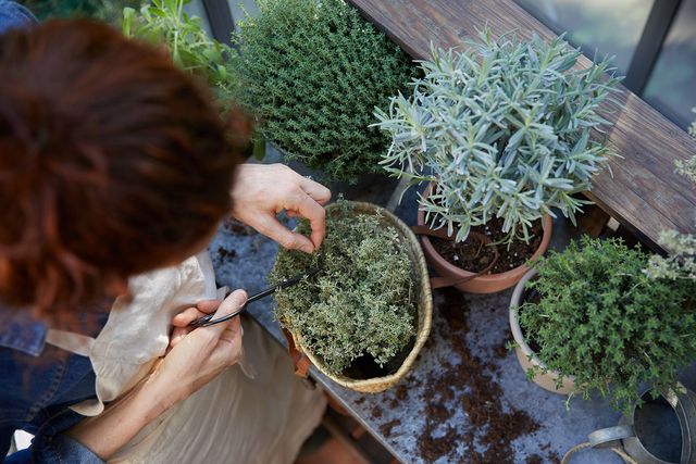 Parmi les gestes d'entretien indispensables dans un beau jardin, la taille des plantes est nécessaire une à deux fois par an.