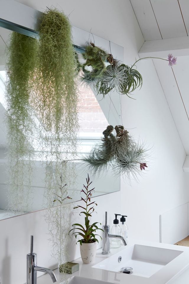 Les plantes épiphytes se plaisent dans une salle de bains où elles captent l'humidité dont elles ont besoin.Tillandsia, d7cm, à partir de 5,95 euros pièce.